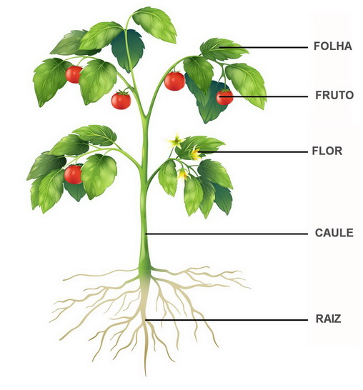 Partes De Uma Planta Plano De Aula Ensinoja