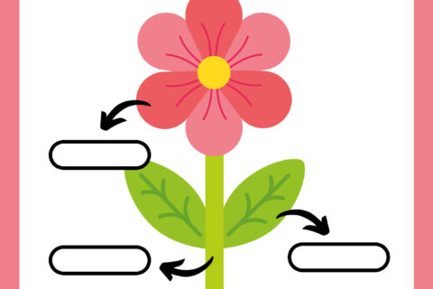 Atividades de Ciências 1º ano em PDF para imprimir — p12 | Atividades Educação Infantil (ensinoja.com.br)