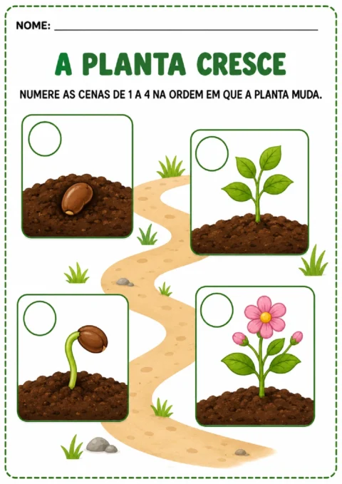 Atividade colorida para numerar as quatro fases do crescimento de uma planta.