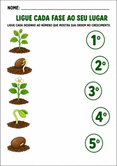 Atividade para ligar cada fase do crescimento de uma planta ao número ordinal correspondente.