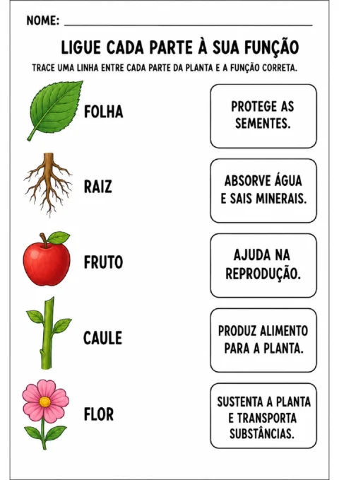 Partes da planta: atividades de ligação e funções
