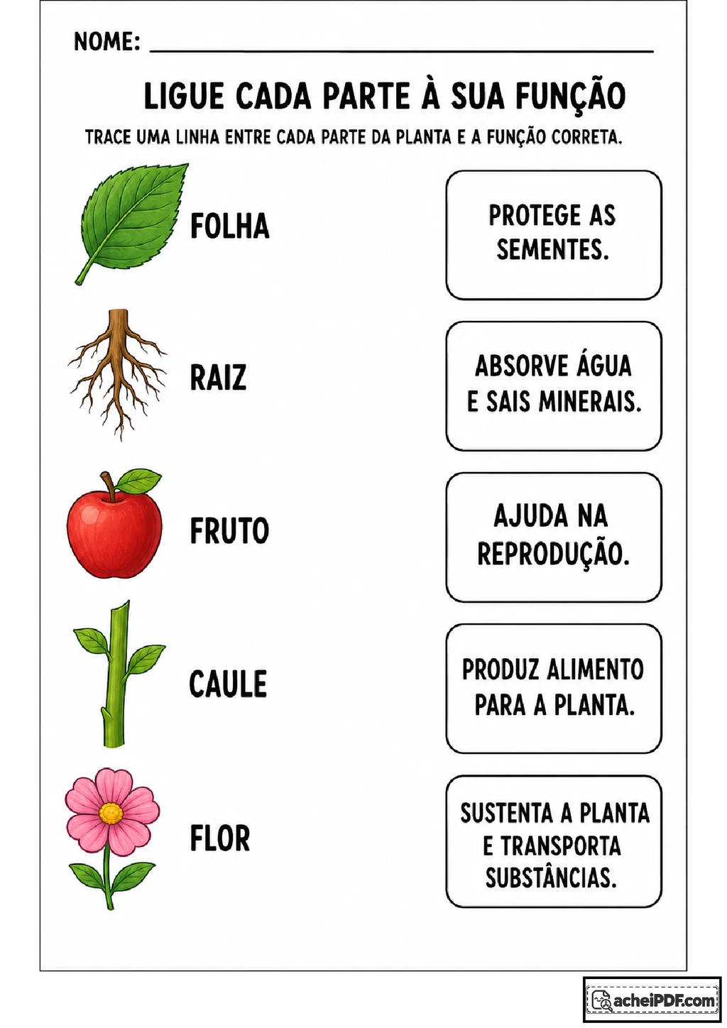Partes da planta: atividades de ligação e funções