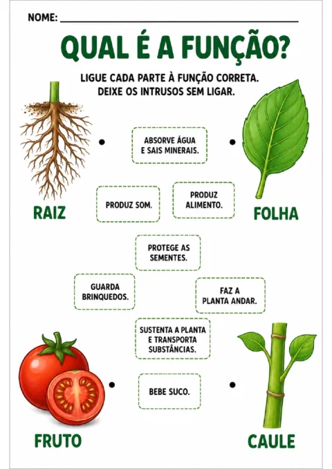 Atividade para ligar raiz, folha, fruto e caule às funções corretas e deixar frases intrusas sem ligação.