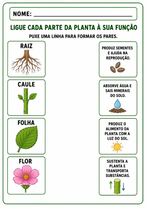 Atividade para ligar raiz, caule, folha e flor às funções de cada parte da planta.