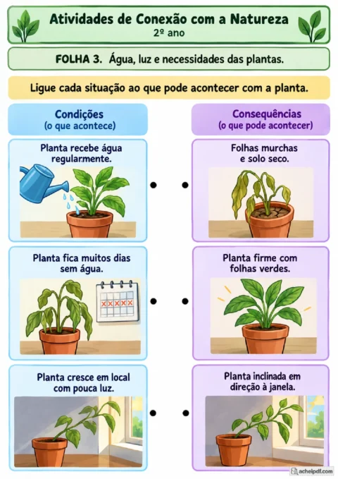 Atividade de ligar água e luz aos efeitos observáveis no desenvolvimento das plantas