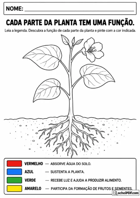Feijoeiro com raízes, caule, folhas e flor para colorir cada estrutura conforme sua função