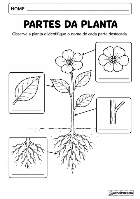 Desenho de uma planta com raiz abaixo do solo, caule, folhas e flor para identificar suas partes