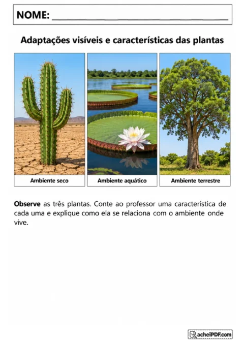 Ilustrações de cacto, vitória-régia e árvore para observar características relacionadas ao ambiente