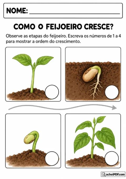 Quatro imagens embaralhadas da germinação e do crescimento do feijoeiro para numerar em sequência